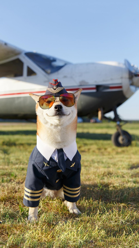 Dog356 screenshot