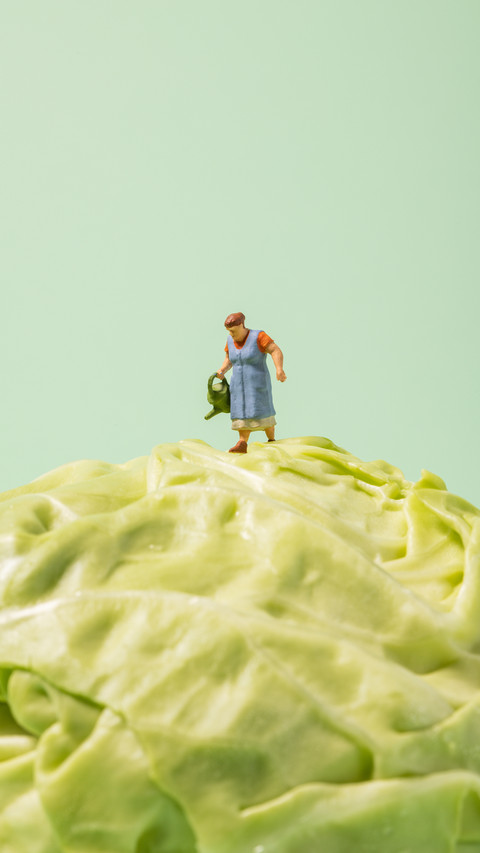 Five moves to select the perfect cabbage screenshot