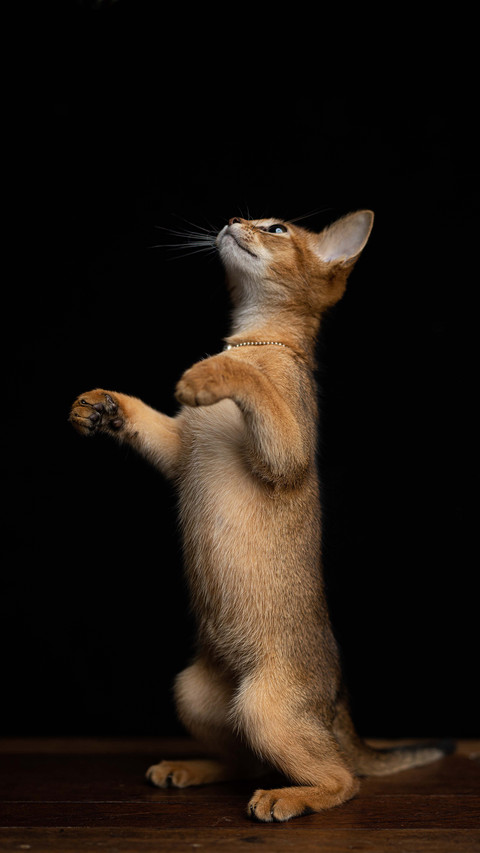 The curiosity of cats screenshot