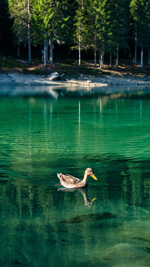 Swimming duck screenshot