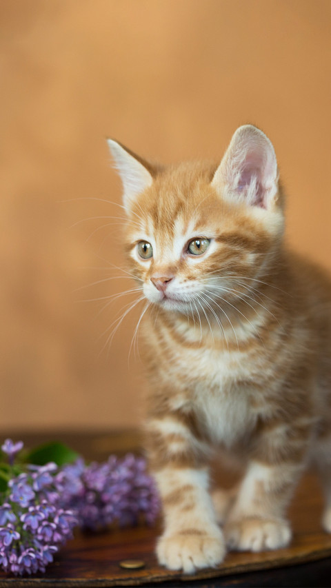 A gingercolored kitten and lilacs screenshot