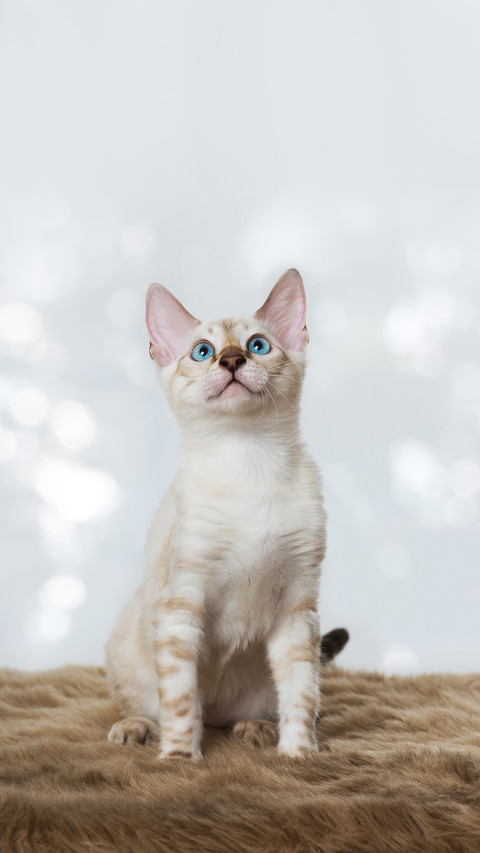 Bengal cat with blue eyes screenshot