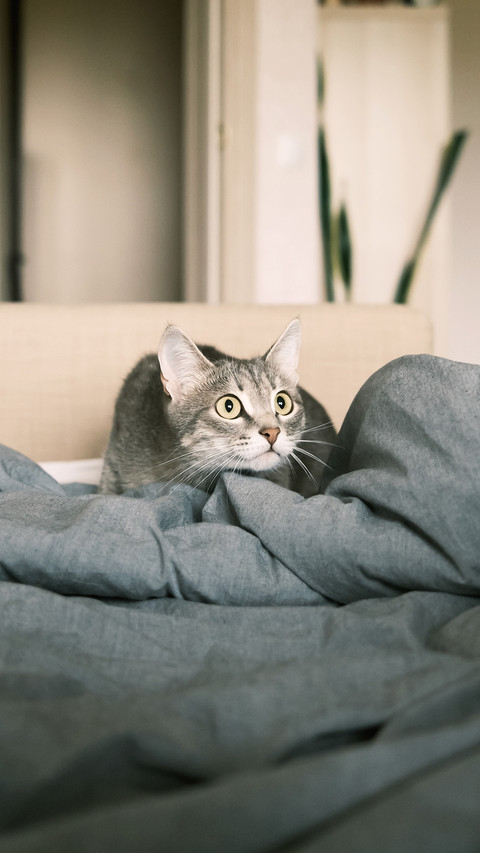 Pets have the ability to predict earthquakes screenshot