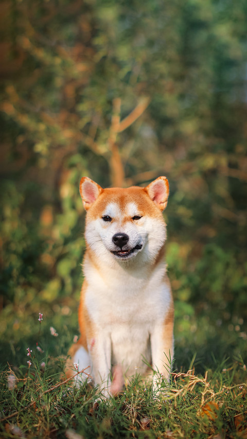 Key points for raising firewood dogs 9 screenshot