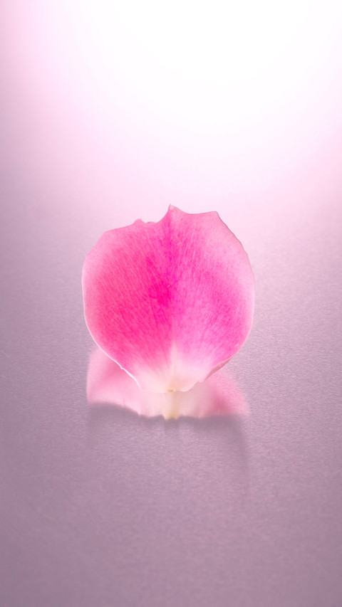 Petal screenshot
