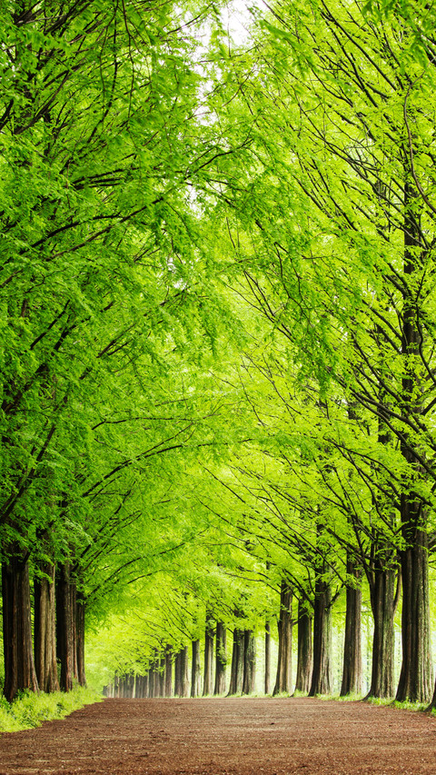 A Tree-lined Street screenshot