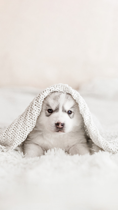 Cute Siberian Husky Puppy with a White Knitted Blanket screenshot