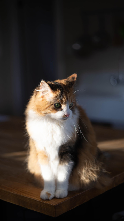 The calico cat on the kitchen table screenshot