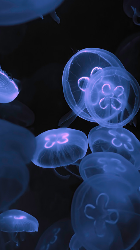 Shining jellyfish screenshot