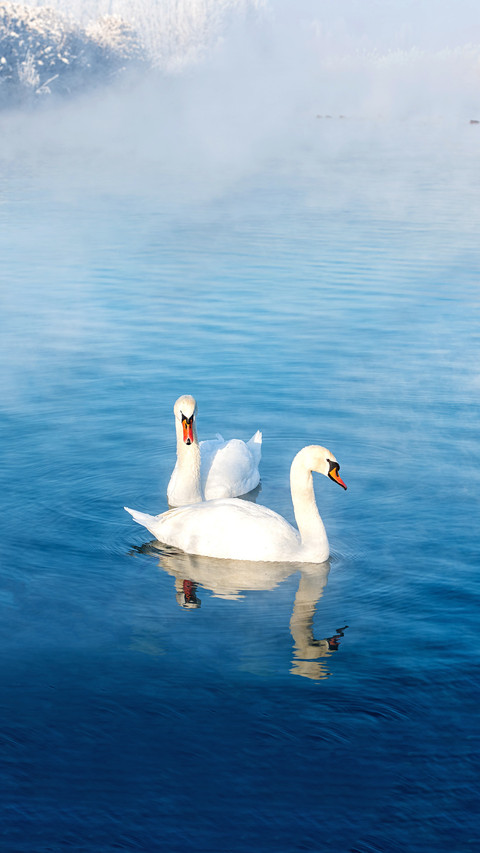 Do you know about swans screenshot