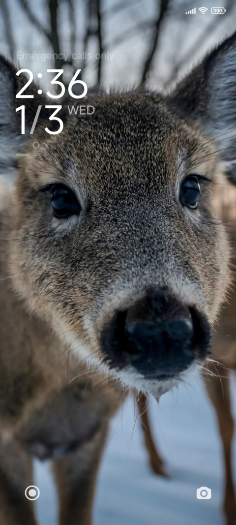 Deer screenshot
