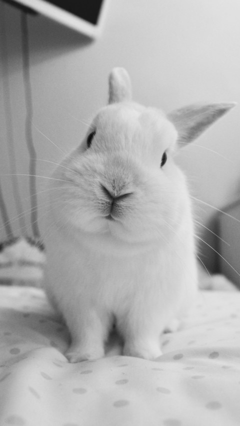 Rabbit (5) screenshot