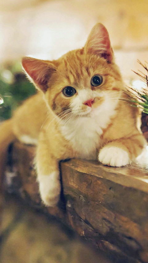 可爱萌宠小猫 screenshot