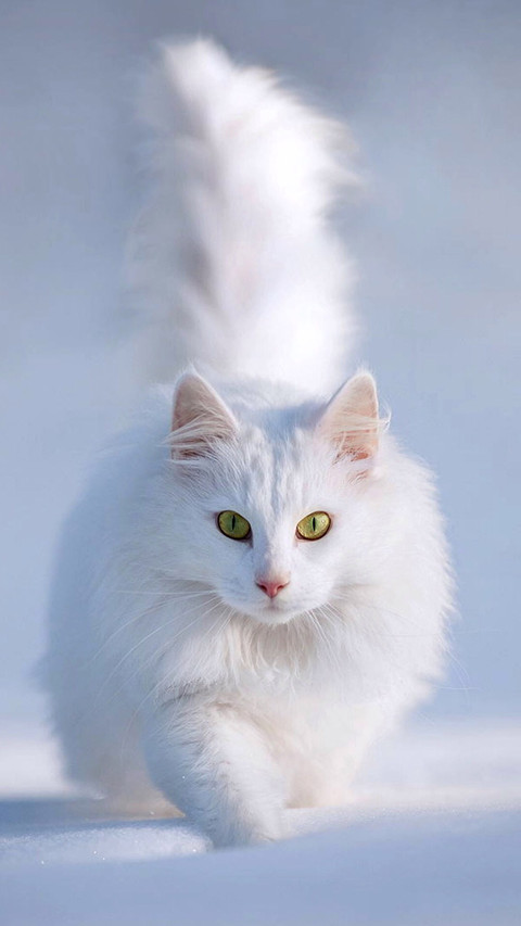 可爱萌宠小猫咪 screenshot