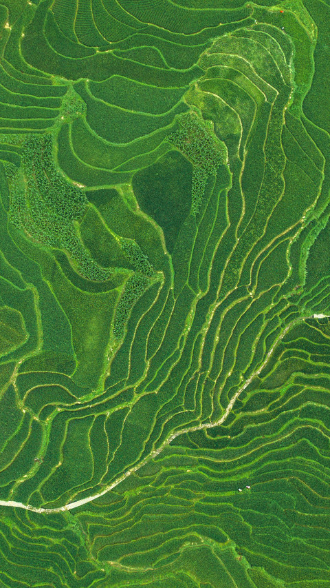 Terrace texture and lines screenshot
