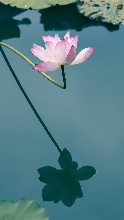 The scorching sun speaks of lotus flowers screenshot