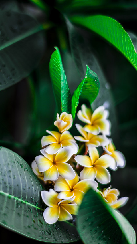 A flower delayed by name 97 screenshot
