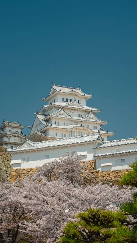 Jilu Castle and Blooming Cherry Blossoms in Jilu City screenshot