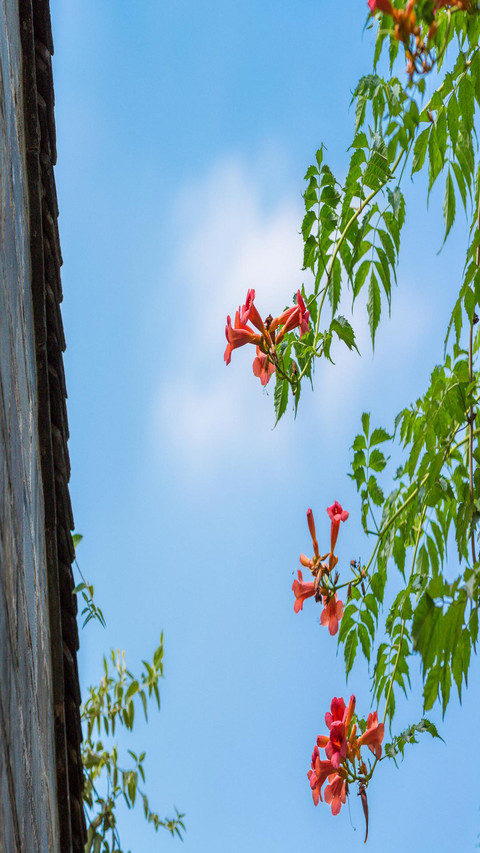 Blue sky and flowers screenshot
