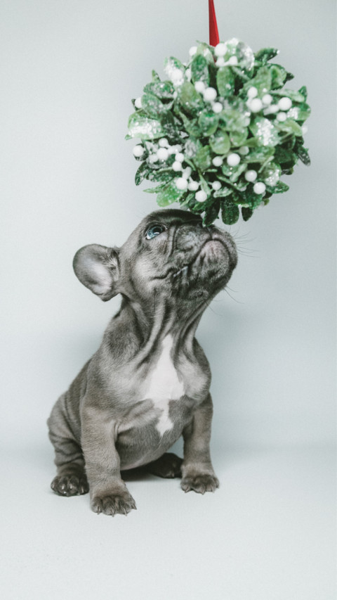 Puppy Love (9) screenshot