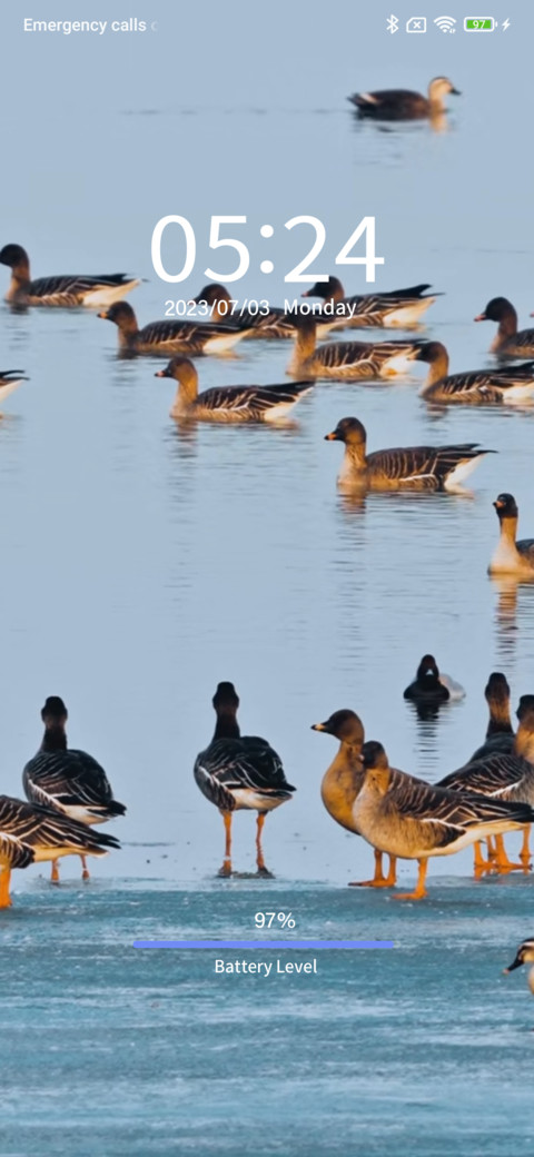 bird watching screenshot