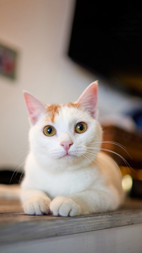Cat lying down on wooden table looking at camera screenshot