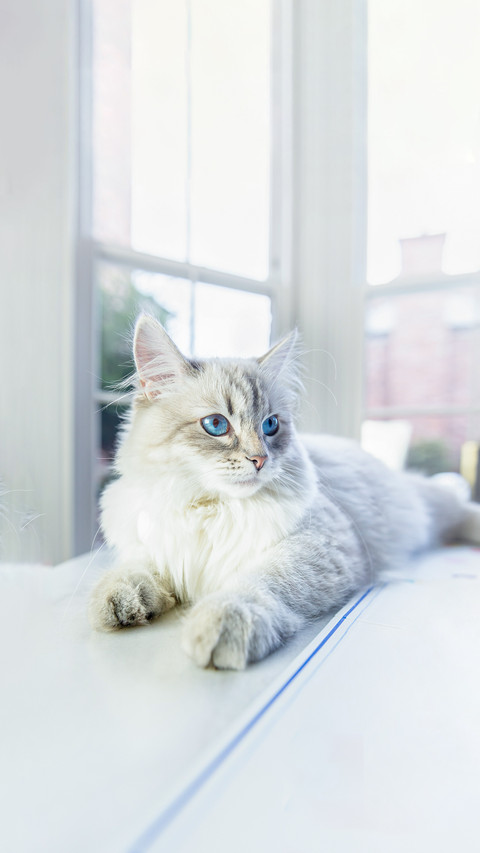 Neva Masquerade Cat Laying on the Table screenshot