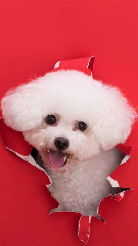 Red bichon frise screenshot
