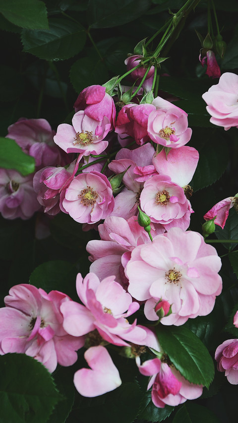 West lake guozhuang rose flower exhibition screenshot
