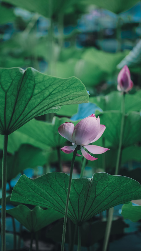 Lotus shooting skills 12 screenshot