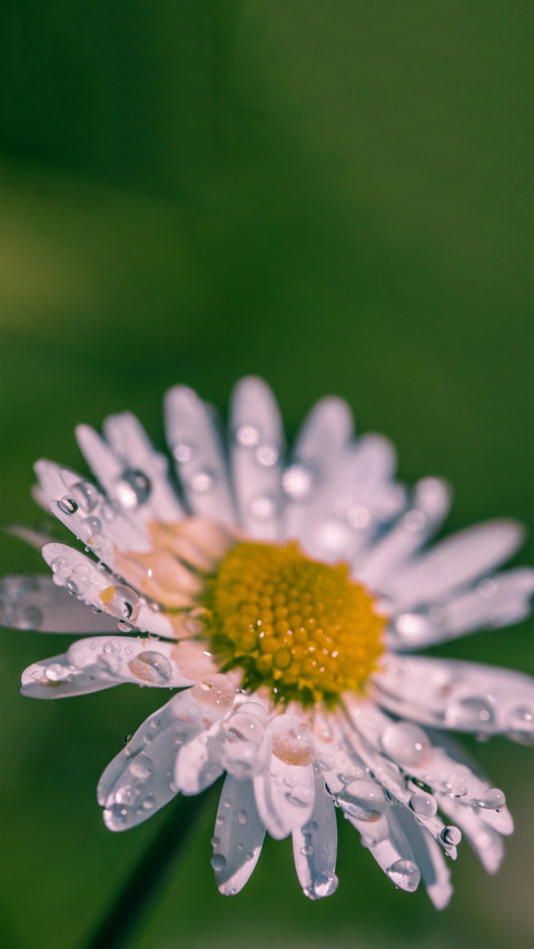 Fresh Daisy screenshot
