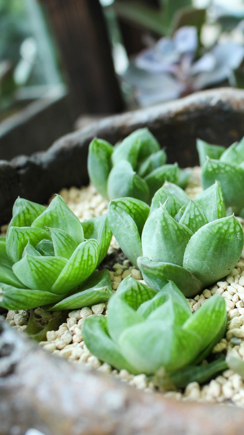 plant (5) screenshot