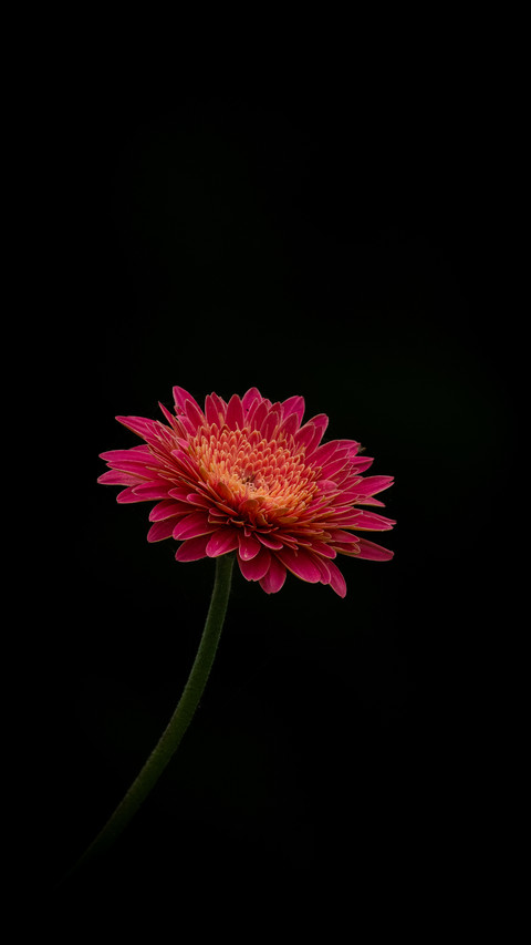 Red Flower by Rivu Gayen screenshot