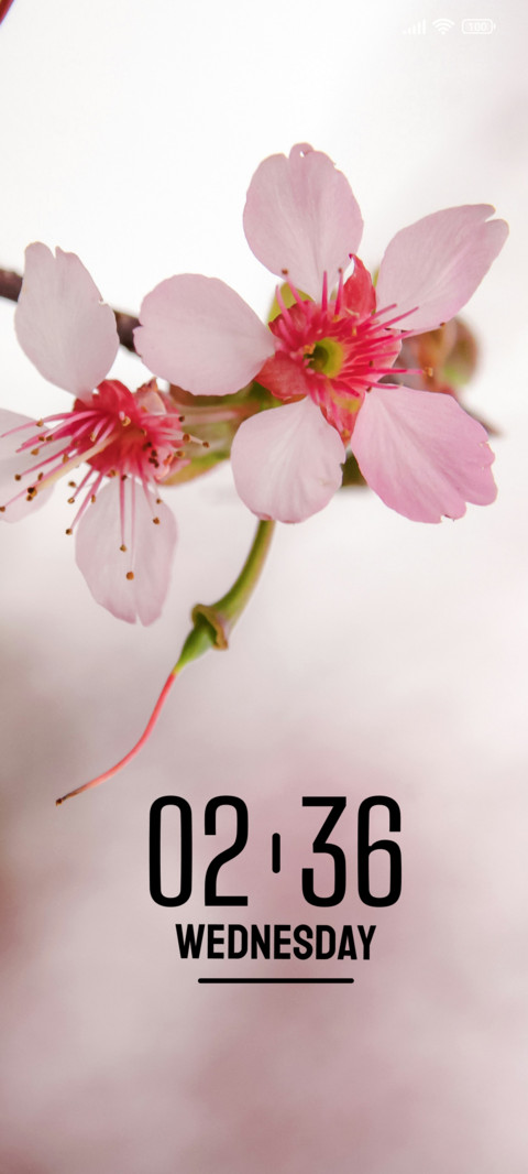 Pink Bloom screenshot