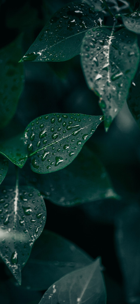 green plants-PAIXIN screenshot
