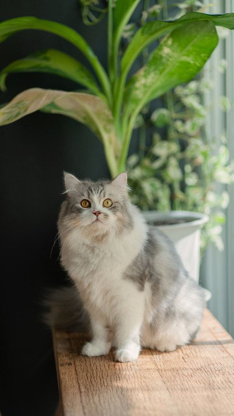Kitten by the window 09 screenshot