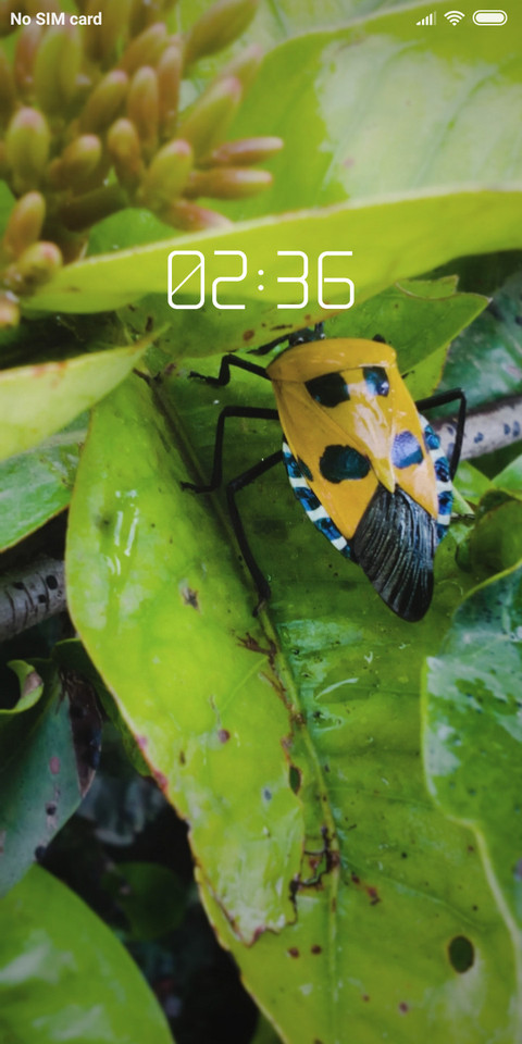 insect_DWM2 screenshot