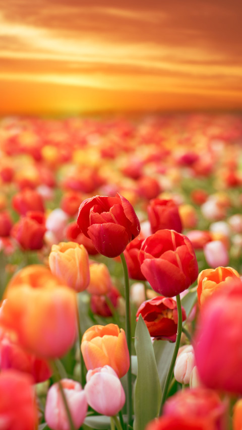 The past and present of tulips screenshot
