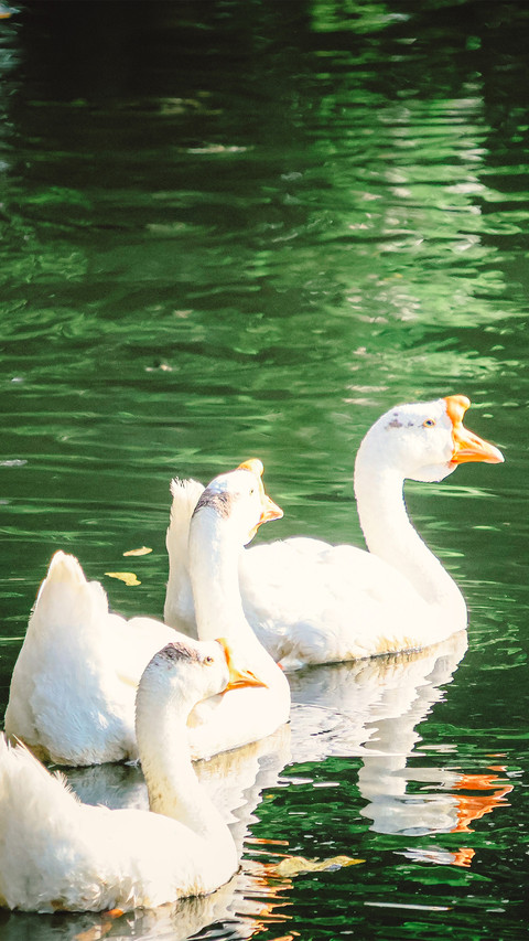 The white geese by the lotus pond screenshot