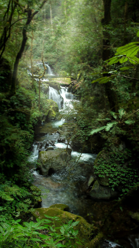 Encountering the spring scenery of the rainforest screenshot