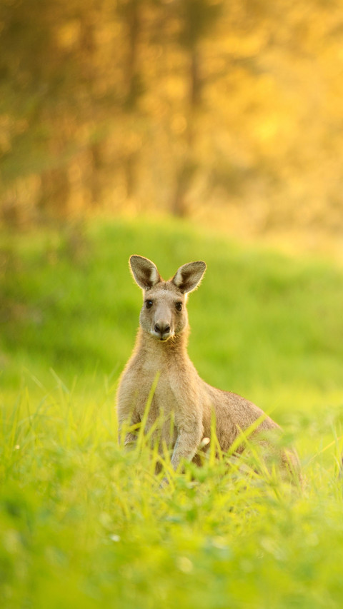 The battle between two kangaroos is fierce screenshot