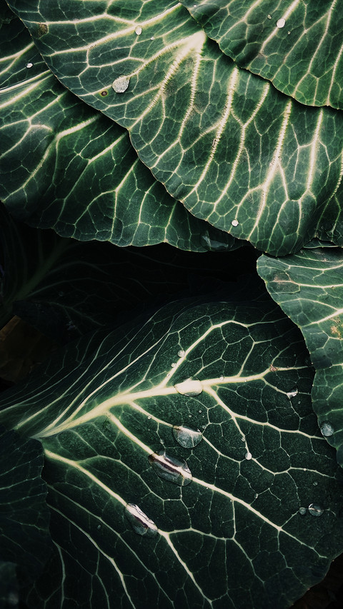 leaf (1) screenshot