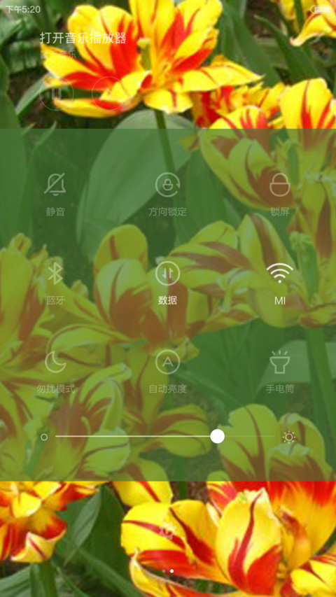 中山郁金香 screenshot