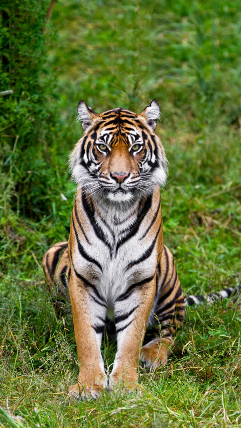 animal 54 screenshot