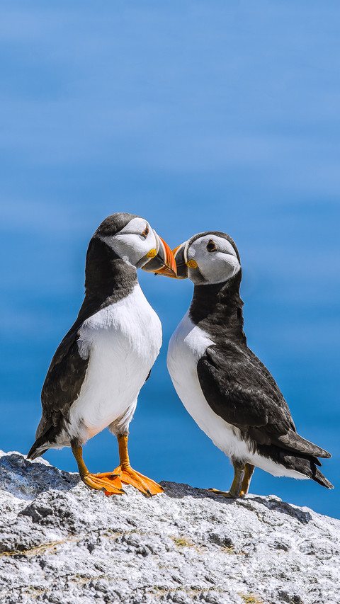 Atlantic puffins isle of may screenshot