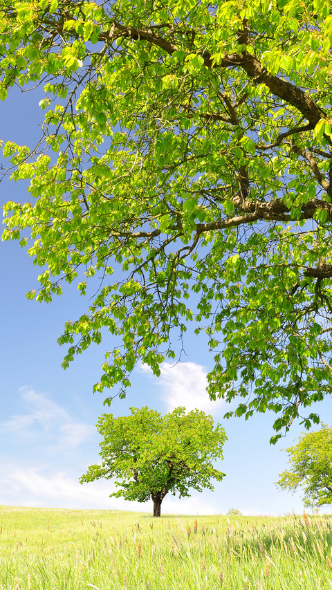 Green grass and blue sky screenshot