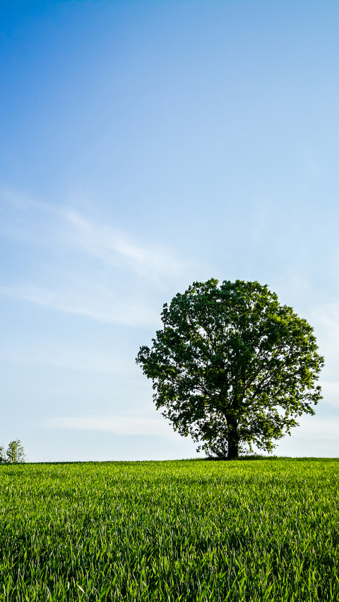 Green grass and blue sky screenshot