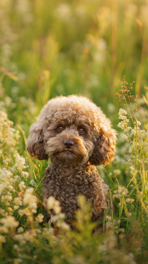 Miniature chocolate poodle on the grass screenshot