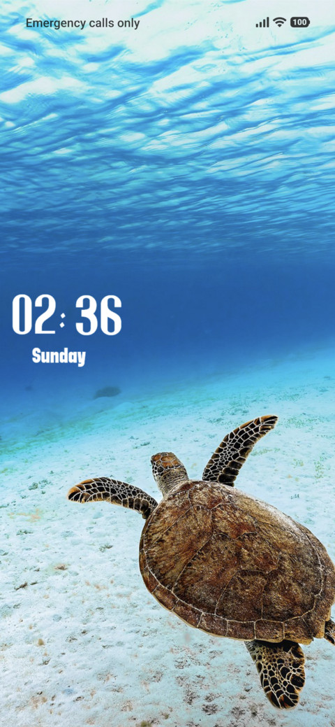 Green Turtle screenshot
