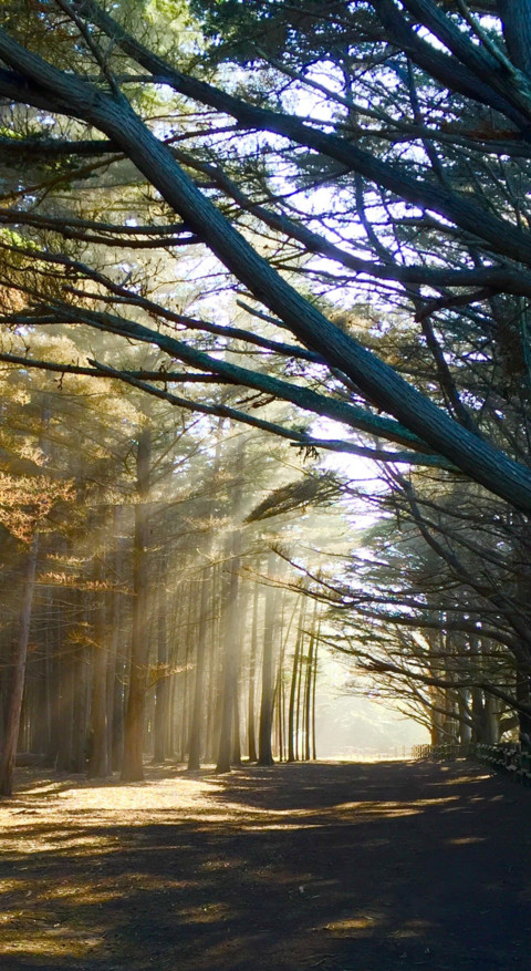 Roads & Pathways (20) screenshot